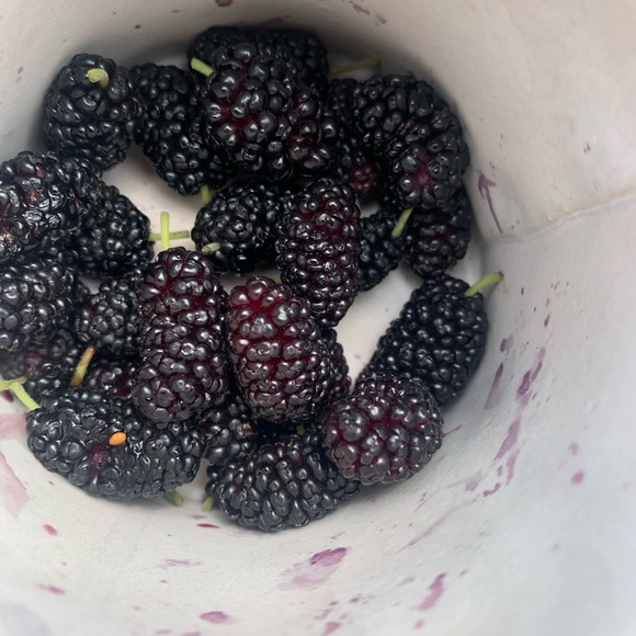 Meet your Posher, Gisele - Picture 1 of 1